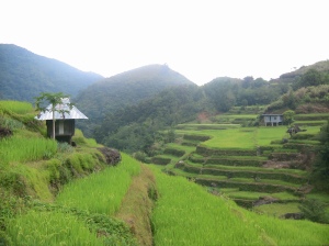 Kadaclan rice fields